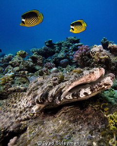 Crocodilefish by Iyad Suleyman 